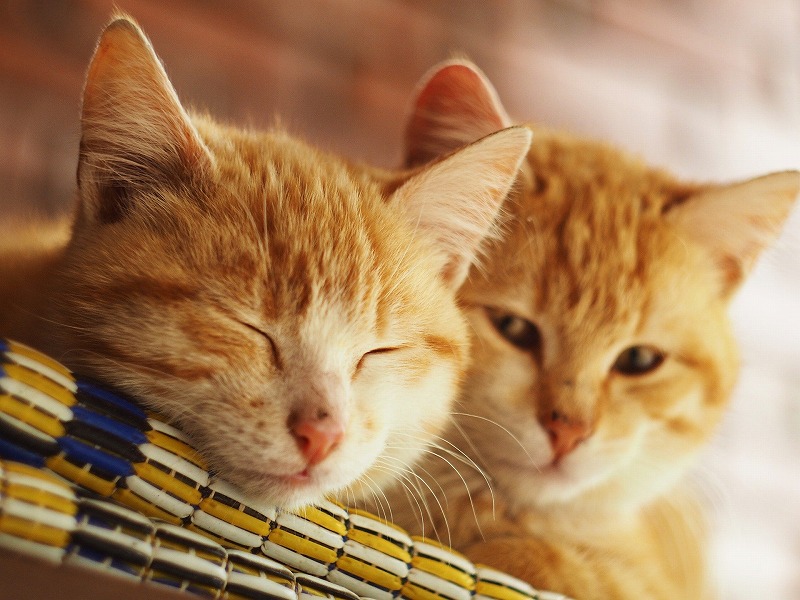 親の土地に家を建てる場合、税金はどうなる？  川越の税理士法人サム 